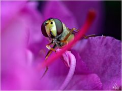 So schlürft man einen Rhododendron-Cocktail