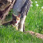 So schmeckt der Frühling