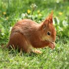 So schmeckt der Frühling ...