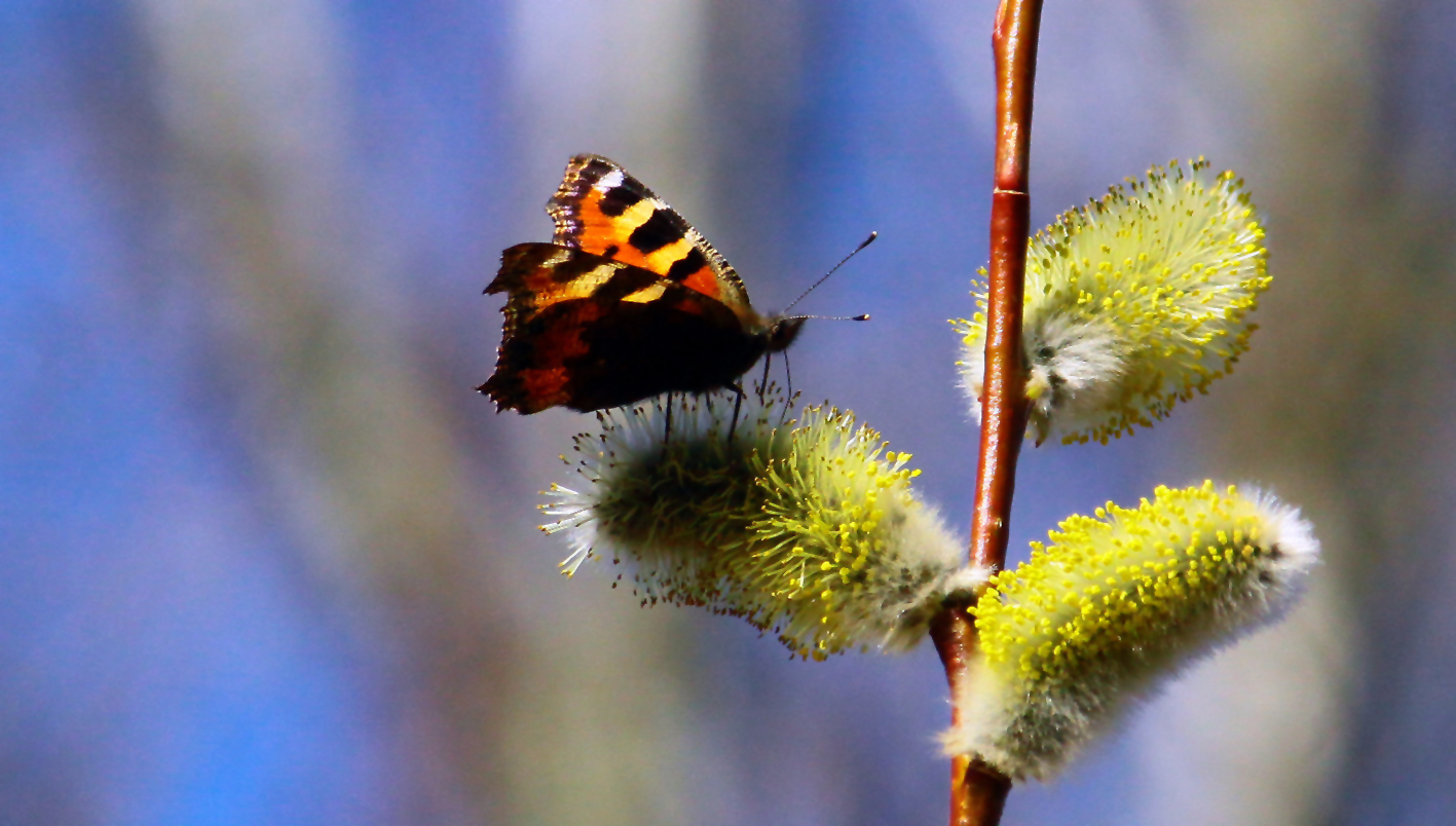 So schmeckt der Frühling