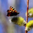 So schmeckt der Frühling