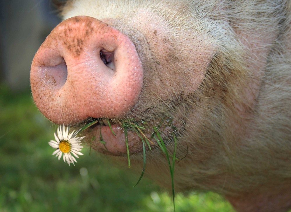 So schmeckt der Frühling