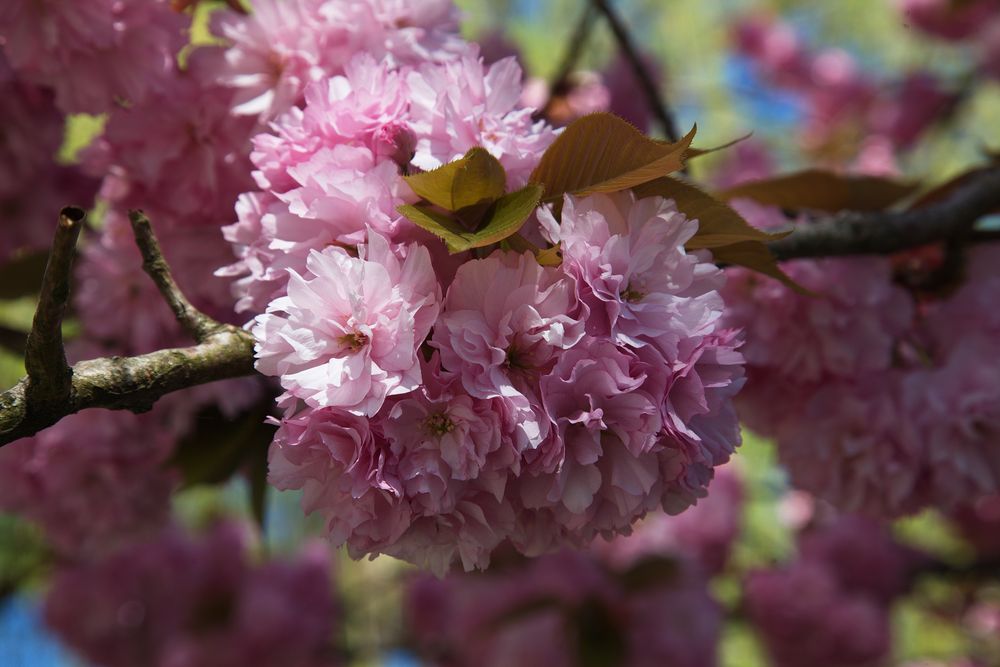 " so schmeckt der Frühling "