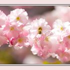 So schmeckt der Frühling....