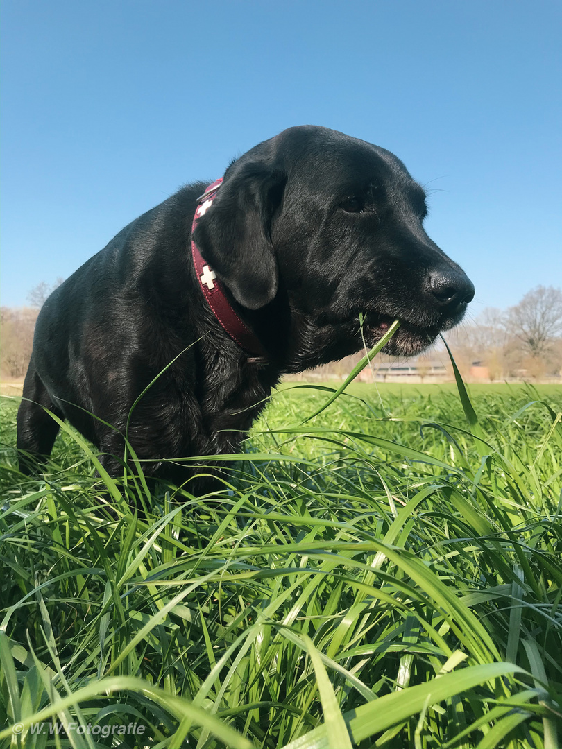 So schmeckt der Frühling 