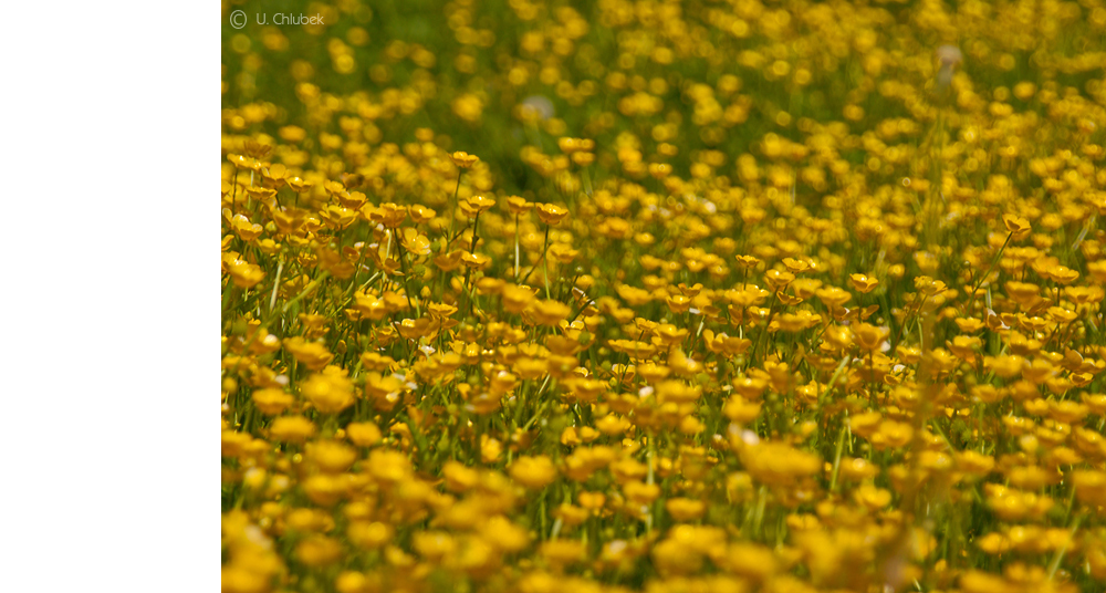 so schmeckt der frühling