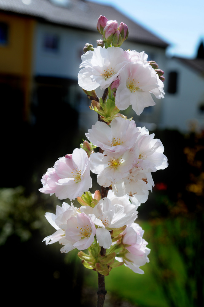 So schmeckt der Frühling ;-) I