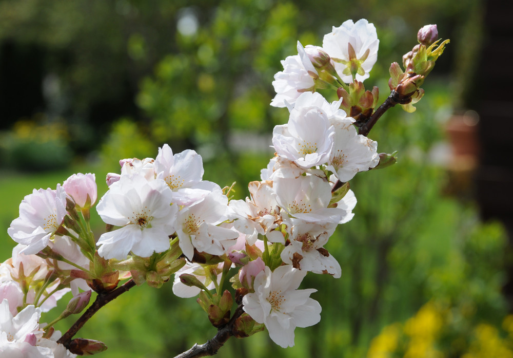 So schmeckt der Frühling ;-) II