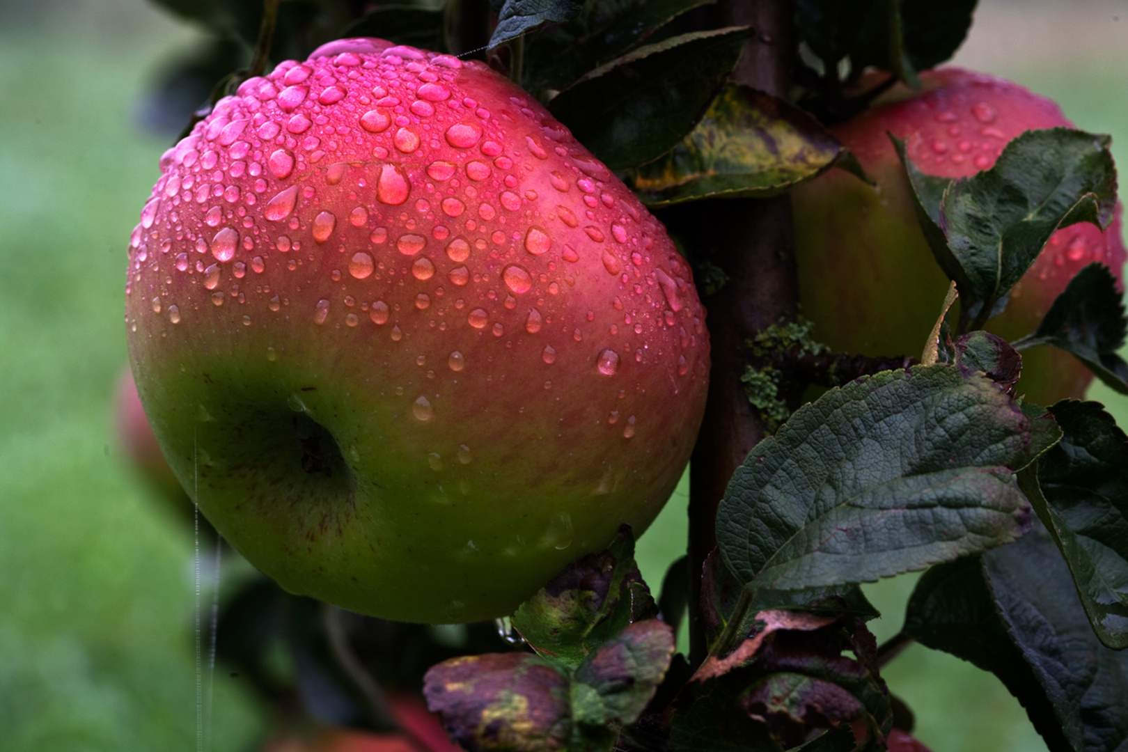 So schmeckt der Herbst