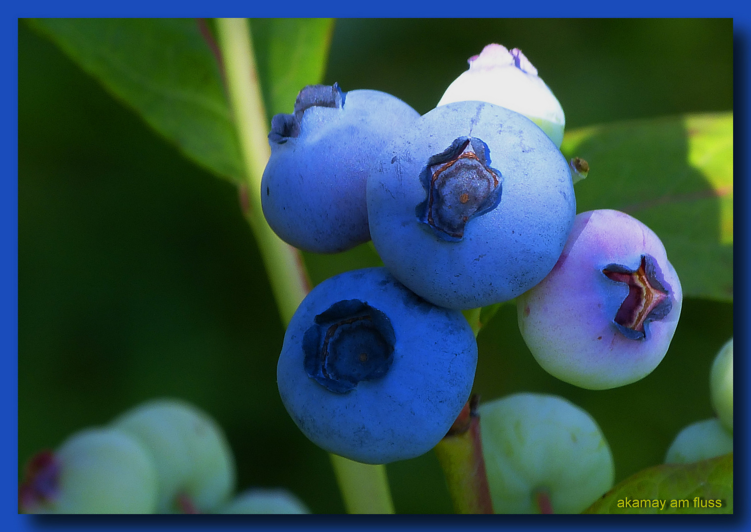 So schmeckt der Sommer (2)