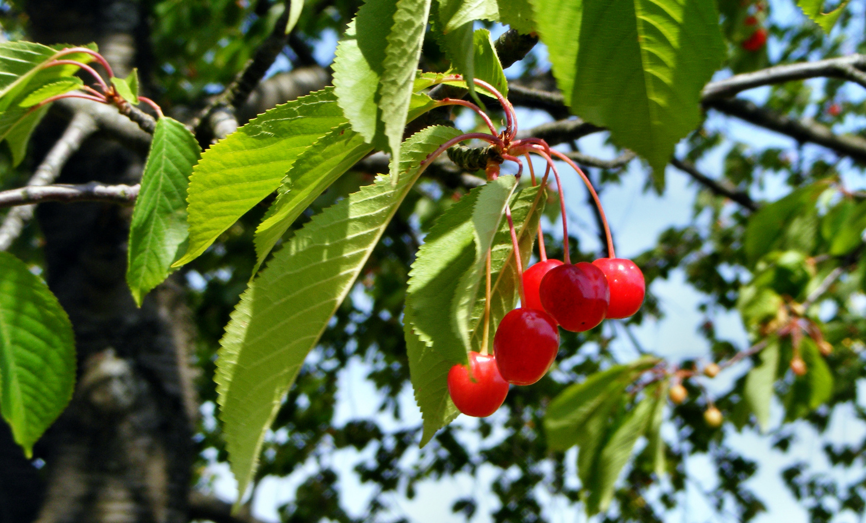 So schmeckt der Sommer