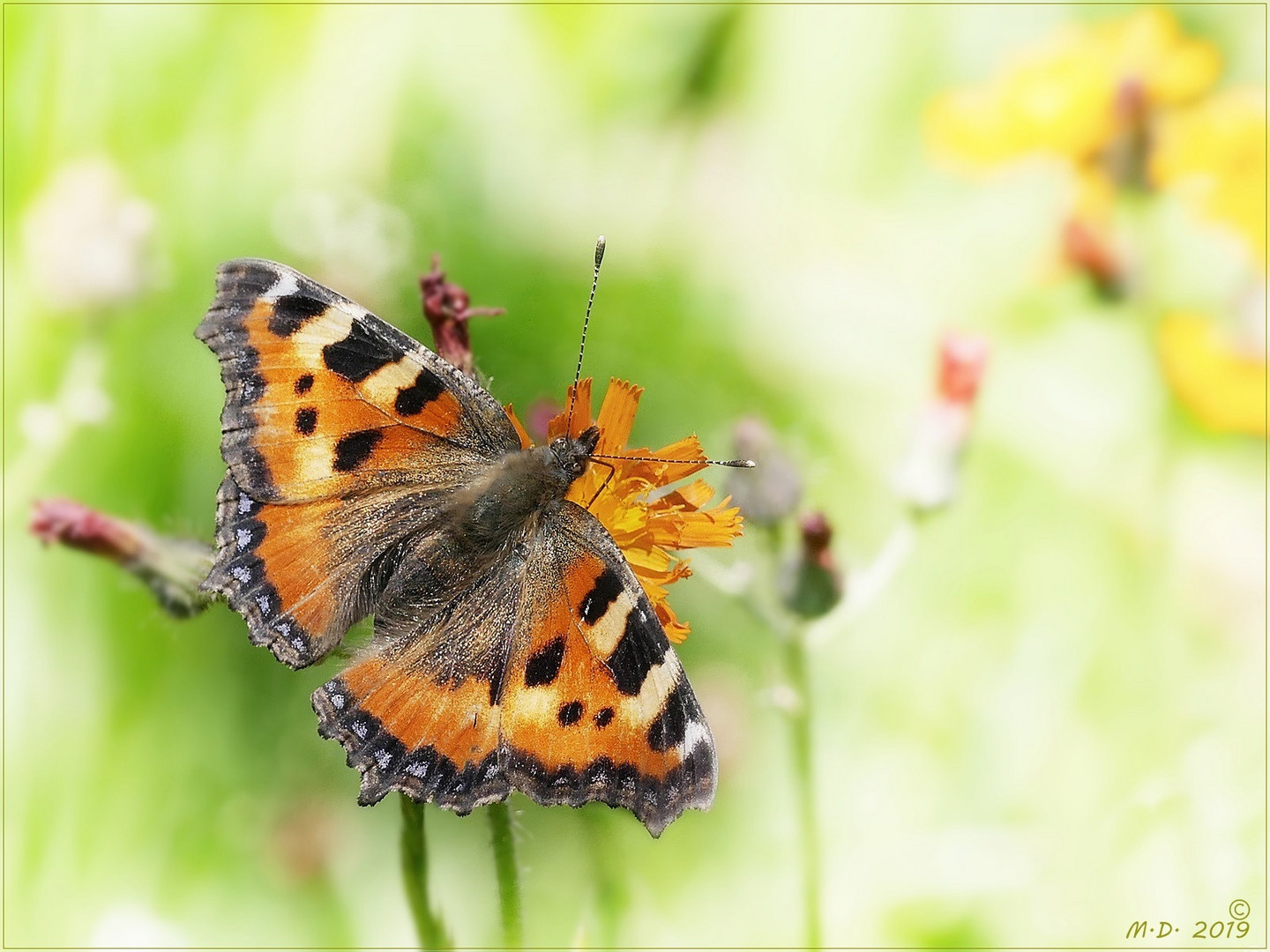 So schmeckt der Sommer ...