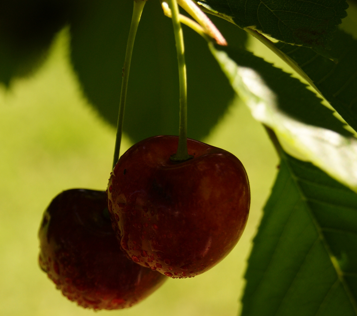 So schmeckt der Sommer