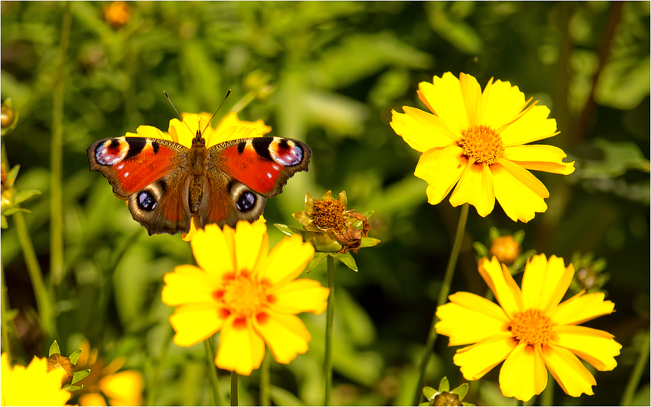 ... so schmeckt der Sommer ...