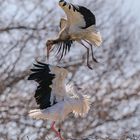 "So schmutzig kommst Du nicht ins Nest" !