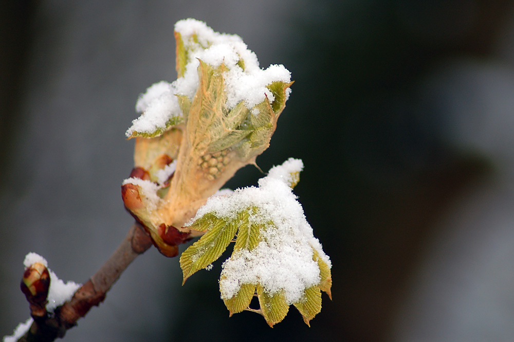 So schnell gibt der Winter sich nicht geschlagen