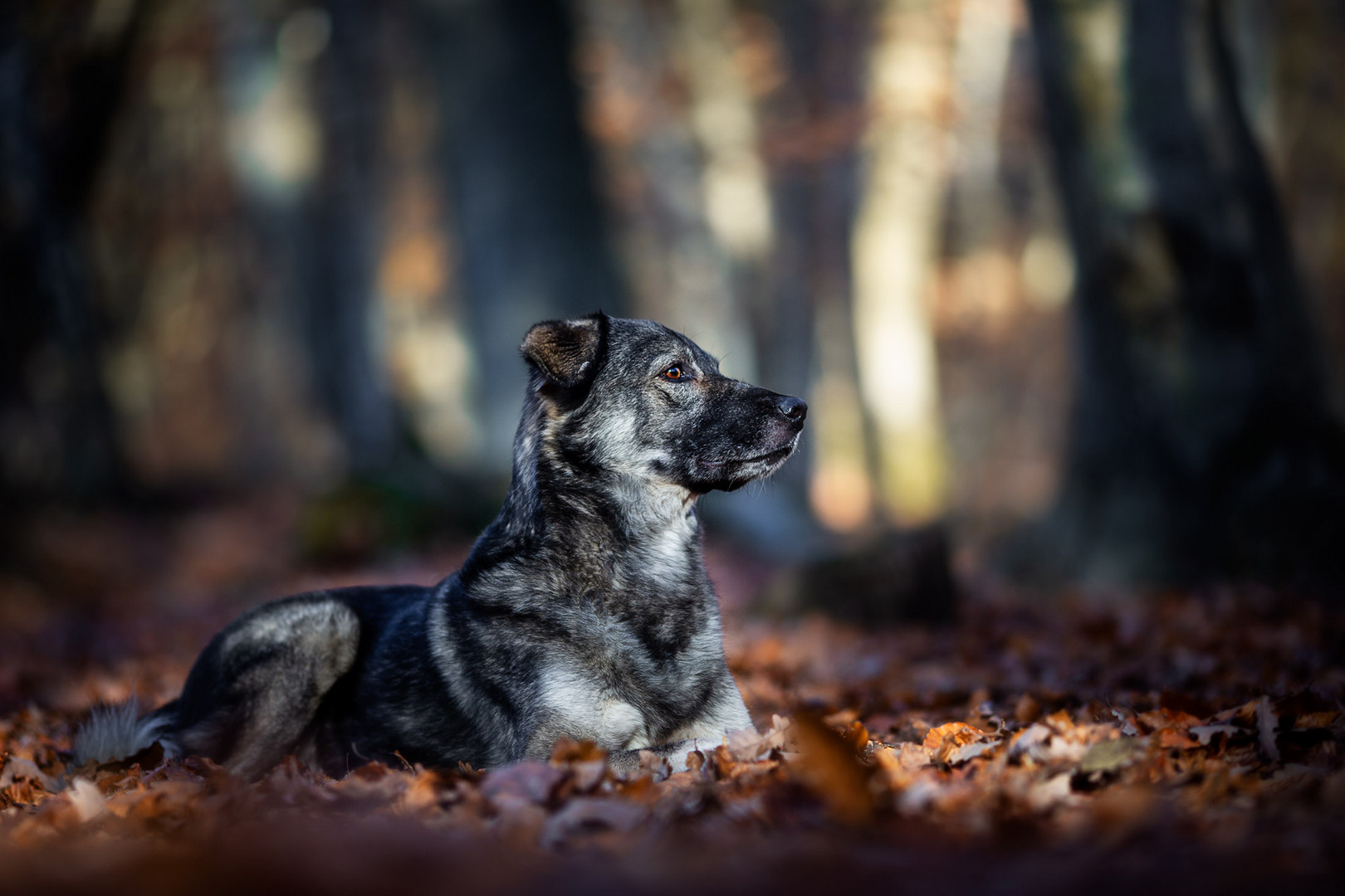 so schön Foto &amp; Bild wald, licht, hund Bilder auf