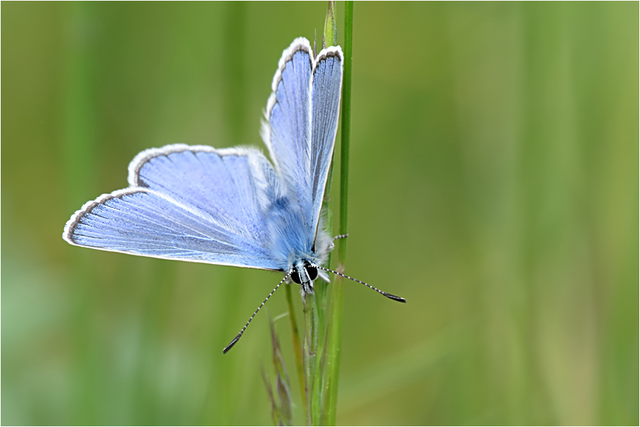  So schön blau...