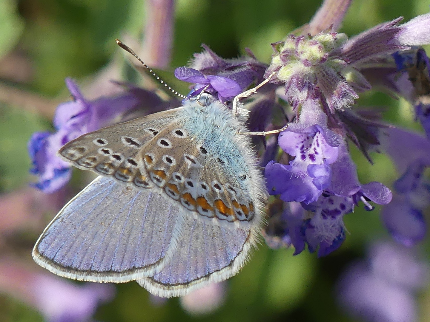 So schön blau dieser Hauhechelbläuling 