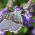 So schön blau dieser Hauhechelbläuling 