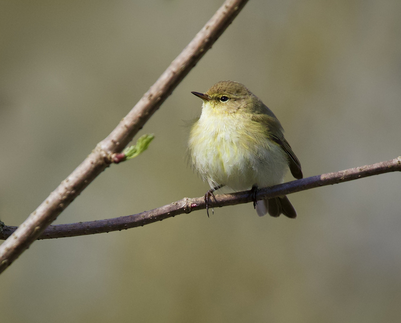 So schön blieb selten ein Vogel beim Shooting sitzen......