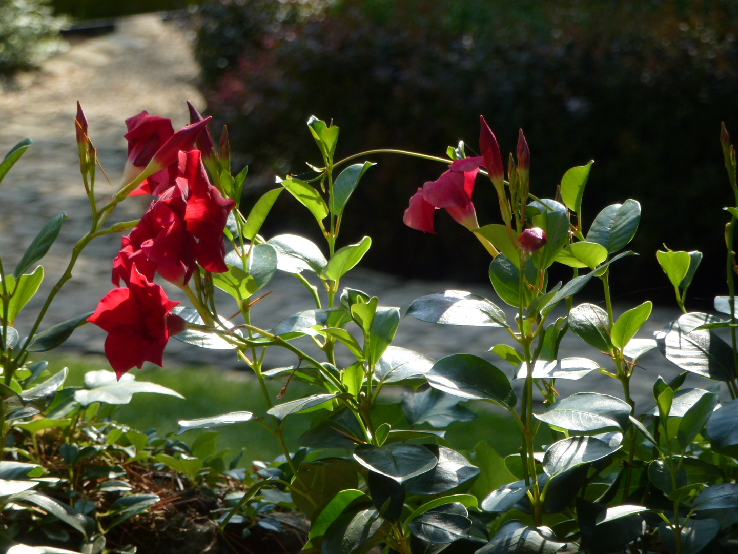 So schön blüht sie im Garten.