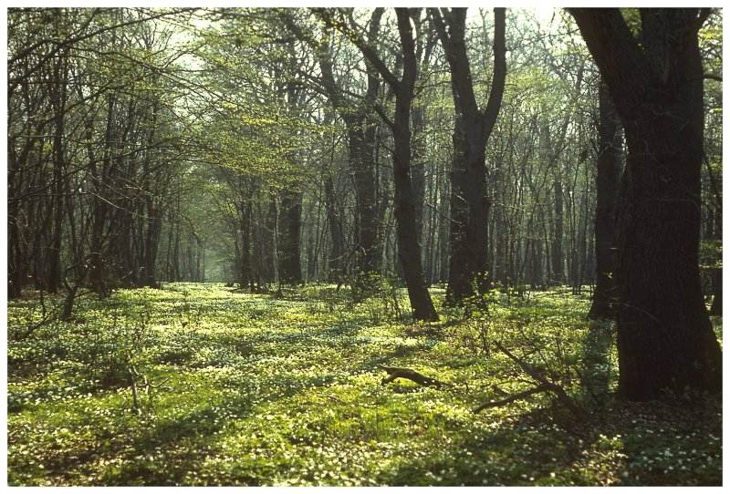 So schön ist der Frühling