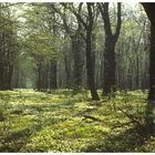 So schön ist der Frühling