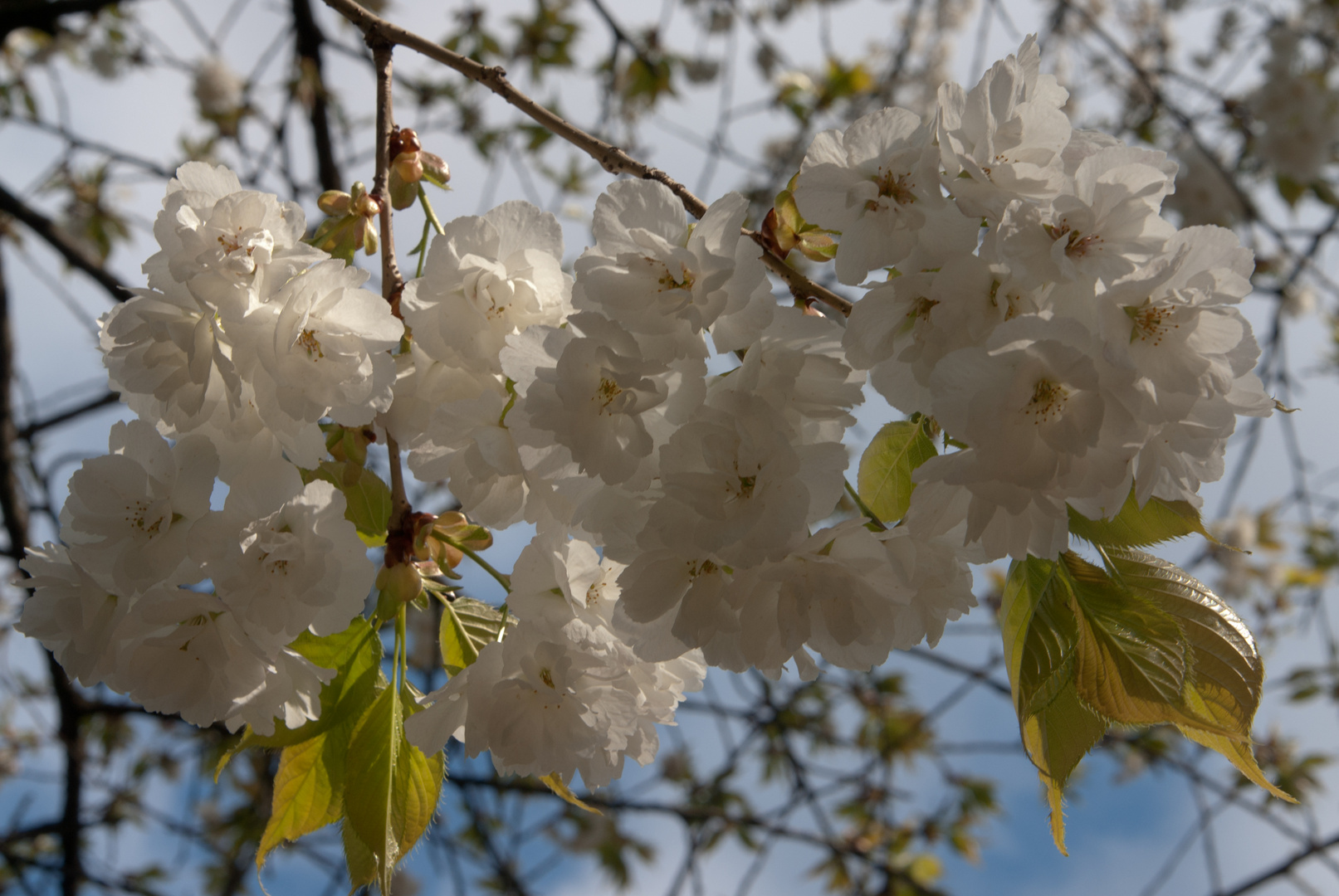 so Schön ist der Frühling