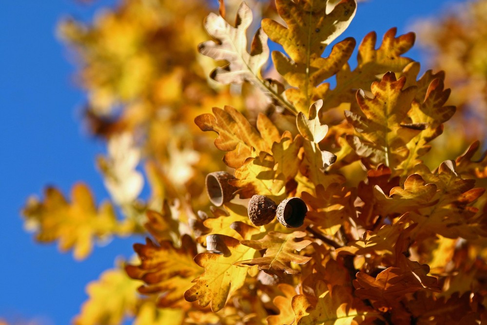 ... so schön ist der Herbst