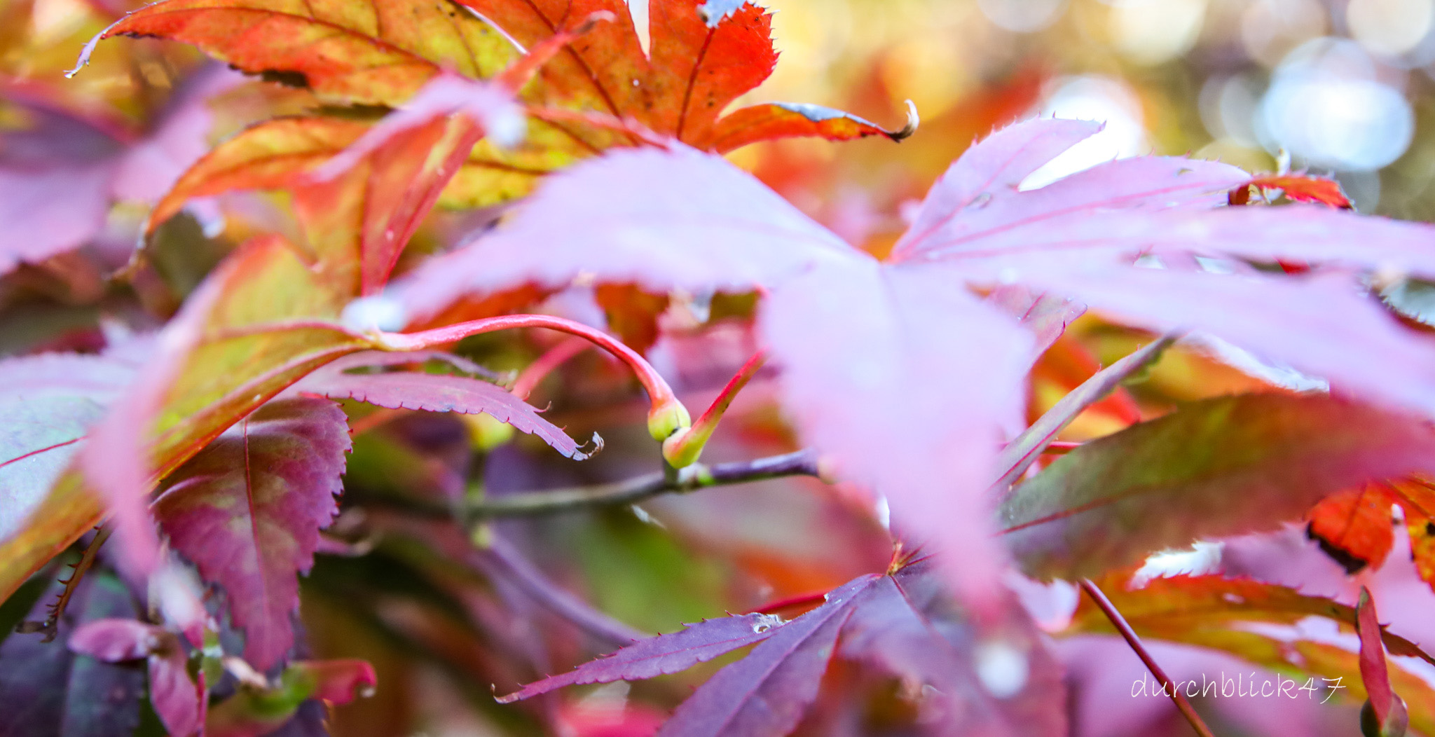 so schön ist der Herbst