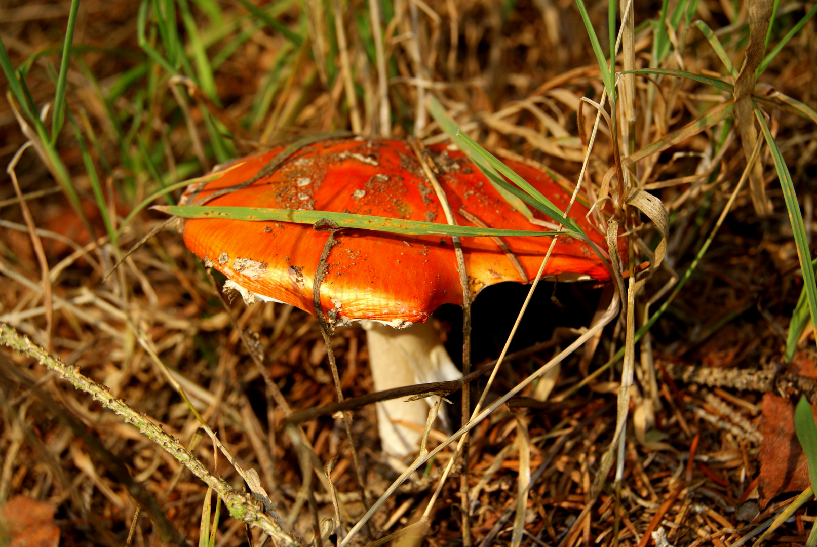 So schön ist der Herbst