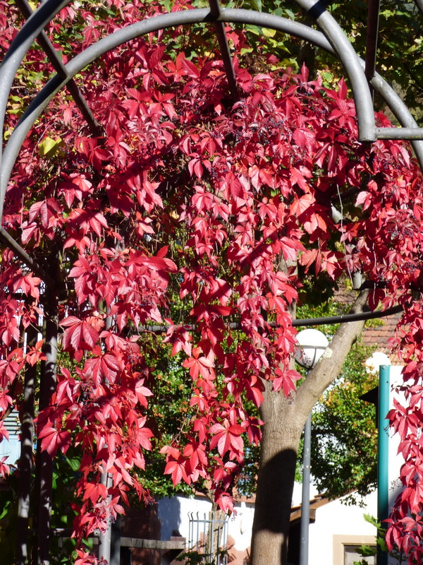 so schön ist der Herbst