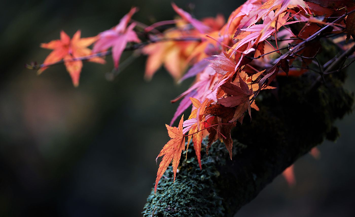 So schön ist der Herbst