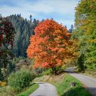 So schön ist der Herbst