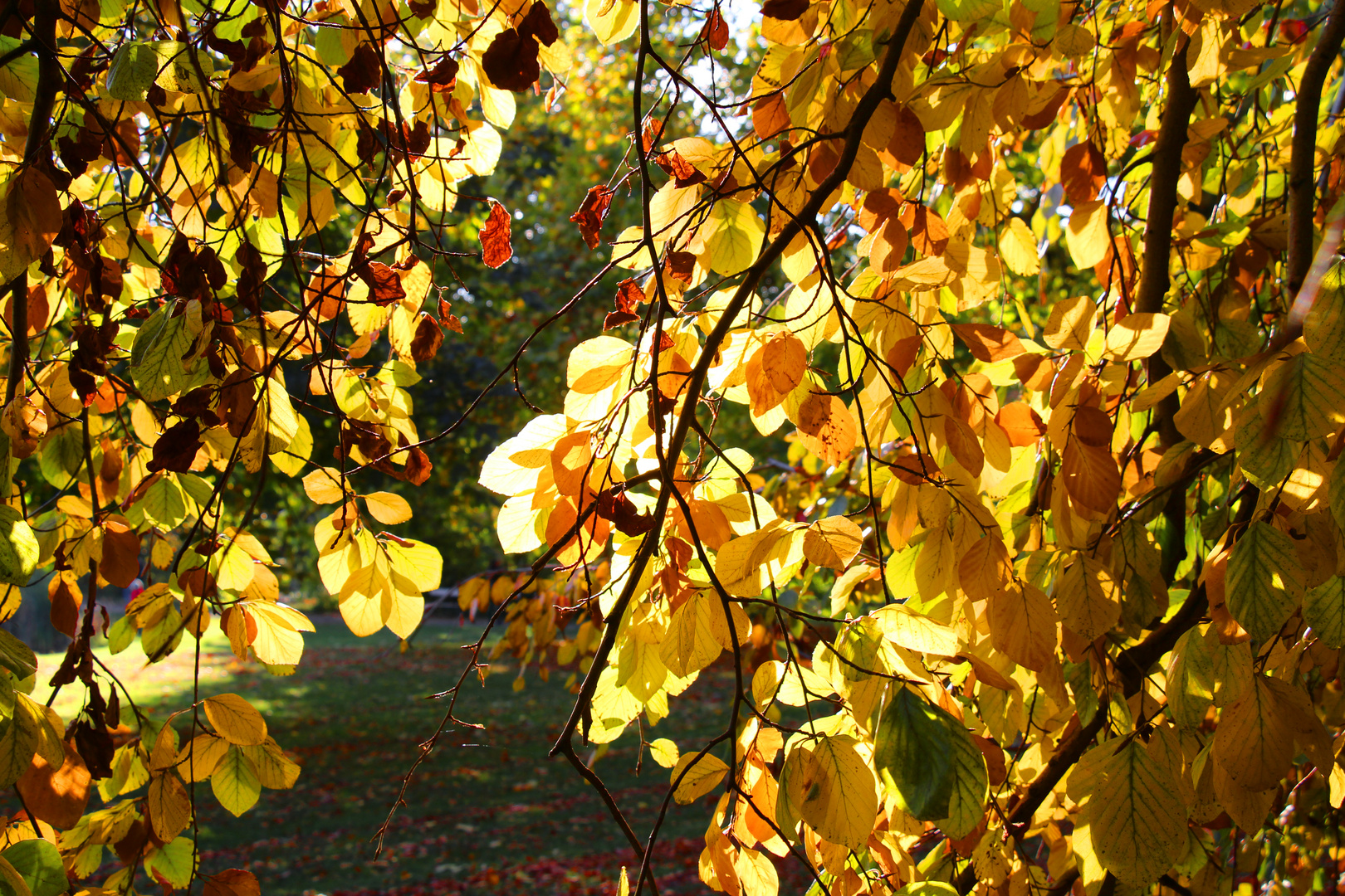 So schön ist der Herbst.