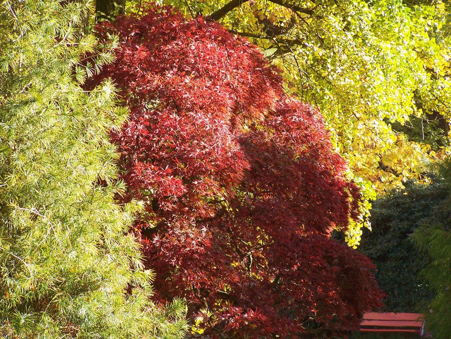 So schön ist der Herbst Nr.2