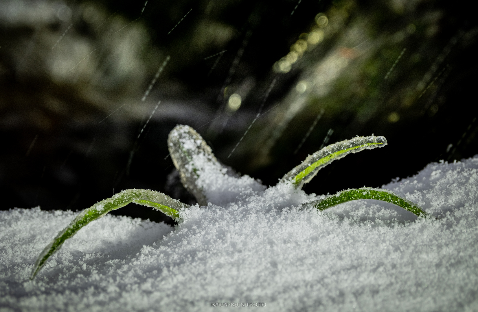 So schön ist der Schwarzwald im Winter