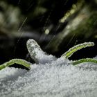 So schön ist der Schwarzwald im Winter