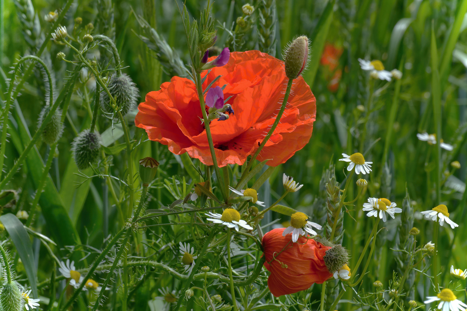 So Schon Ist Der Sommer Foto Bild Spezial Wiese Natur Bilder Auf Fotocommunity