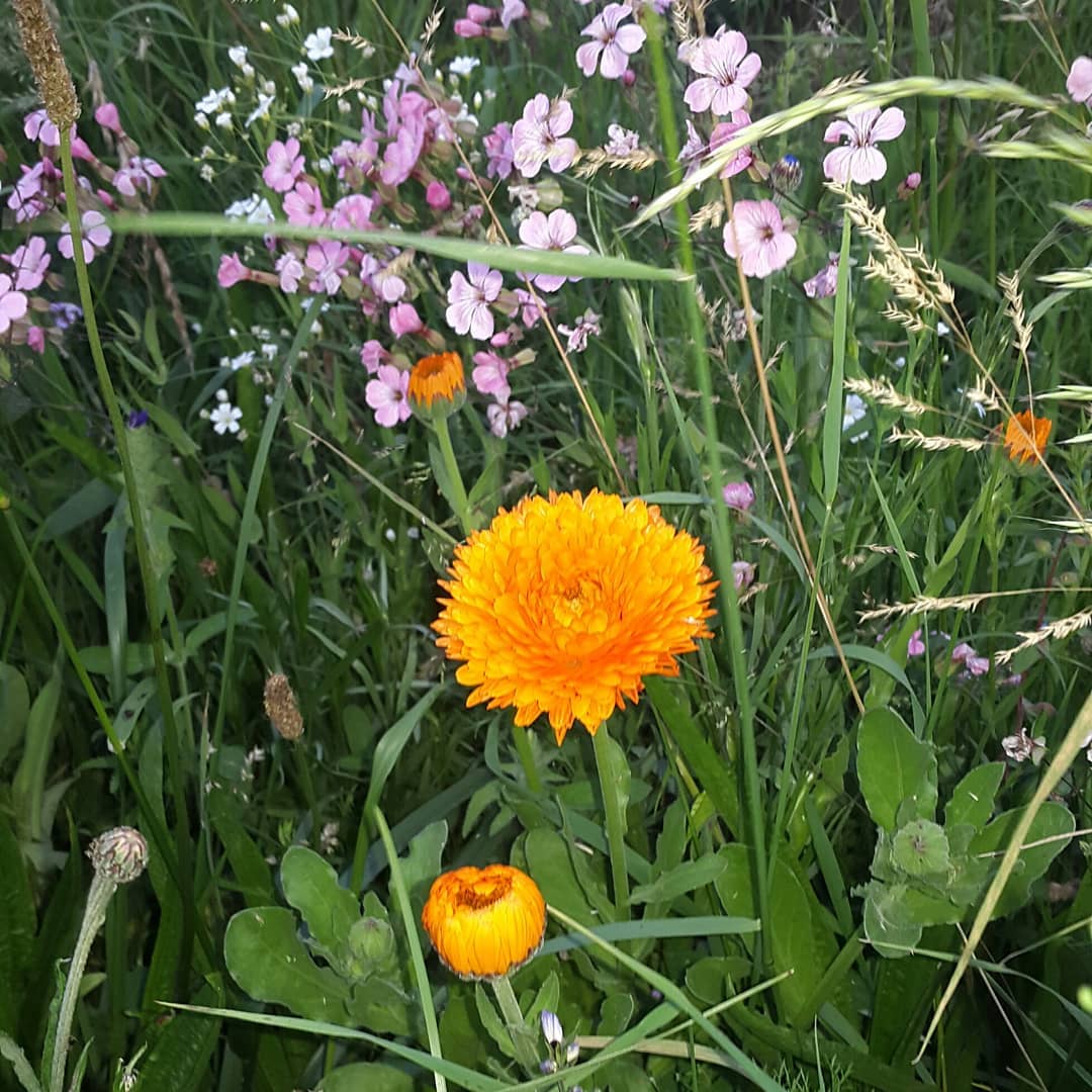 So schön ist der Sommer