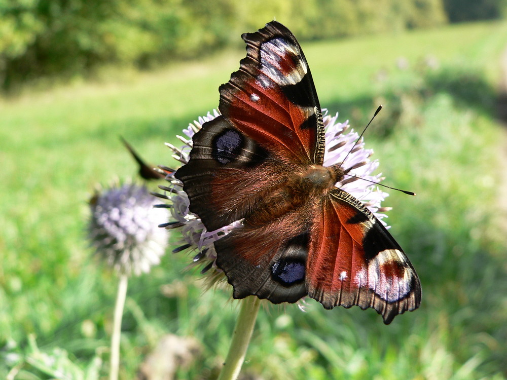 So schön ist die Natur