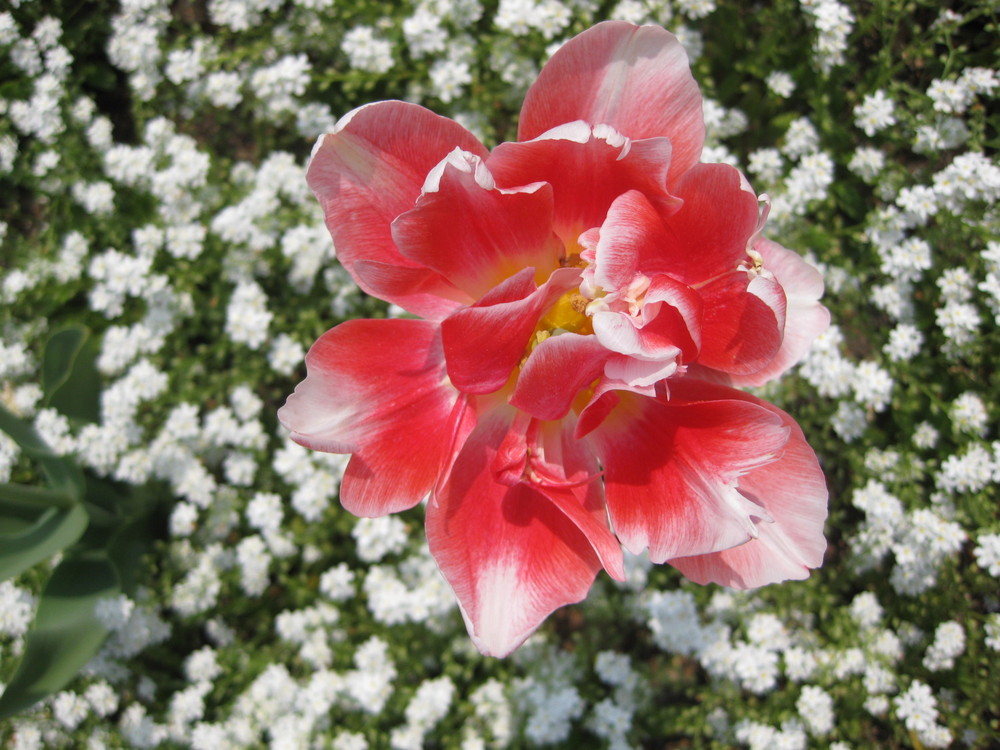 So schön ist die Tulpenblüte