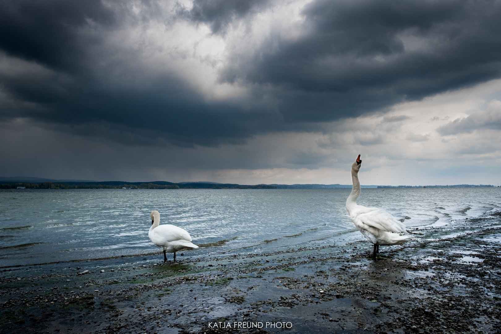 So schön ist es am Bodensee!!