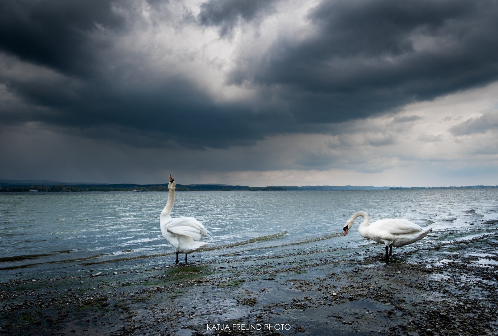 So schön ist es am Bodensee!!