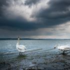 So schön ist es am Bodensee!!