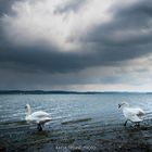 So schön ist es am Bodensee!!