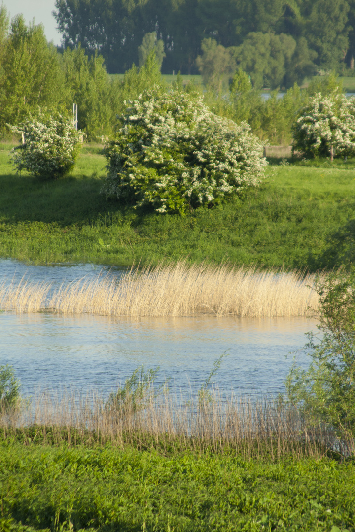 So schön ist es am Rhein