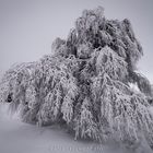 So schön ist es im Schwarzwald