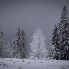 So schön ist es im Schwarzwald